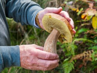 Il porcino boletus edulis