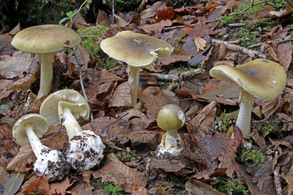 Amanita falloide