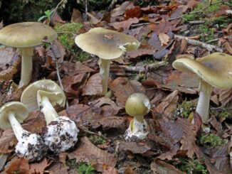 amanita falloide