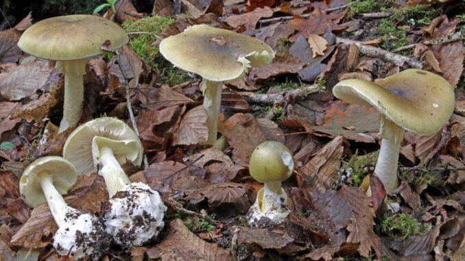 amanita falloide