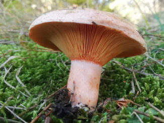 dove si trovano i funghi rositi o sanguinelli