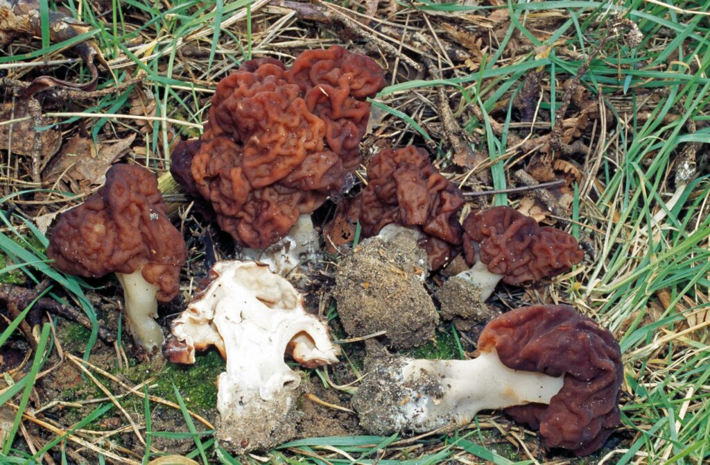 gyromitra esculenta - falsa spugnola