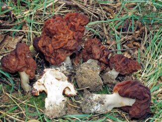 gyromitra esculenta - falsa spugnola