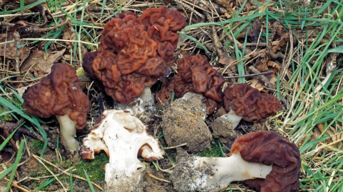 gyromitra esculenta - falsa spugnola