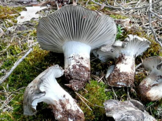 marzuoli - funghi dormienti - hygrophorus marzuolus