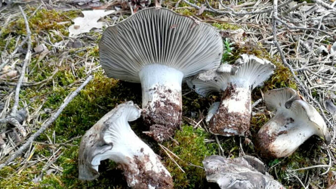 marzuoli - funghi dormienti - hygrophorus marzuolus