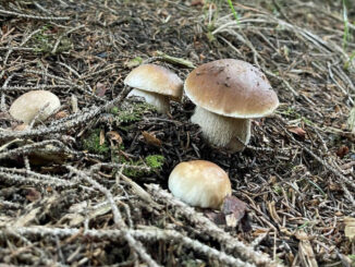 porcini in montagna o alta quota