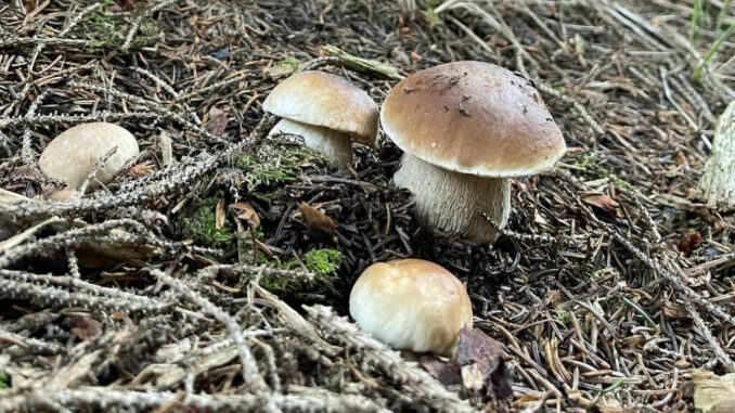 porcini in montagna o alta quota