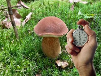 tempo di crescita dei funghi porcini