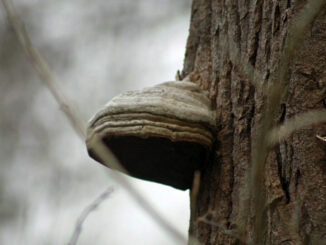 Fungo esca del fuoco - fomes fomentarius