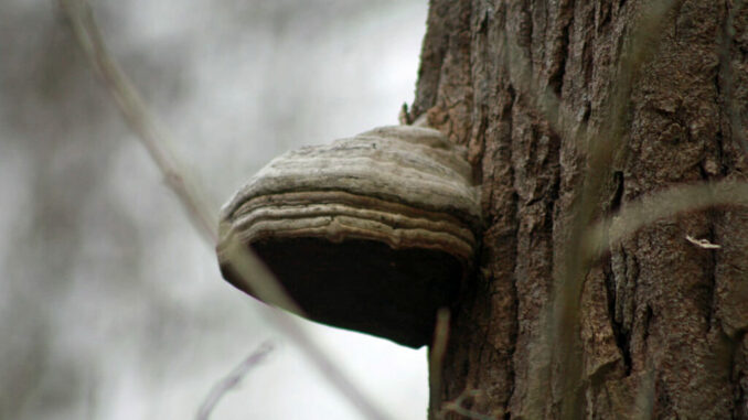 Fungo esca del fuoco - fomes fomentarius