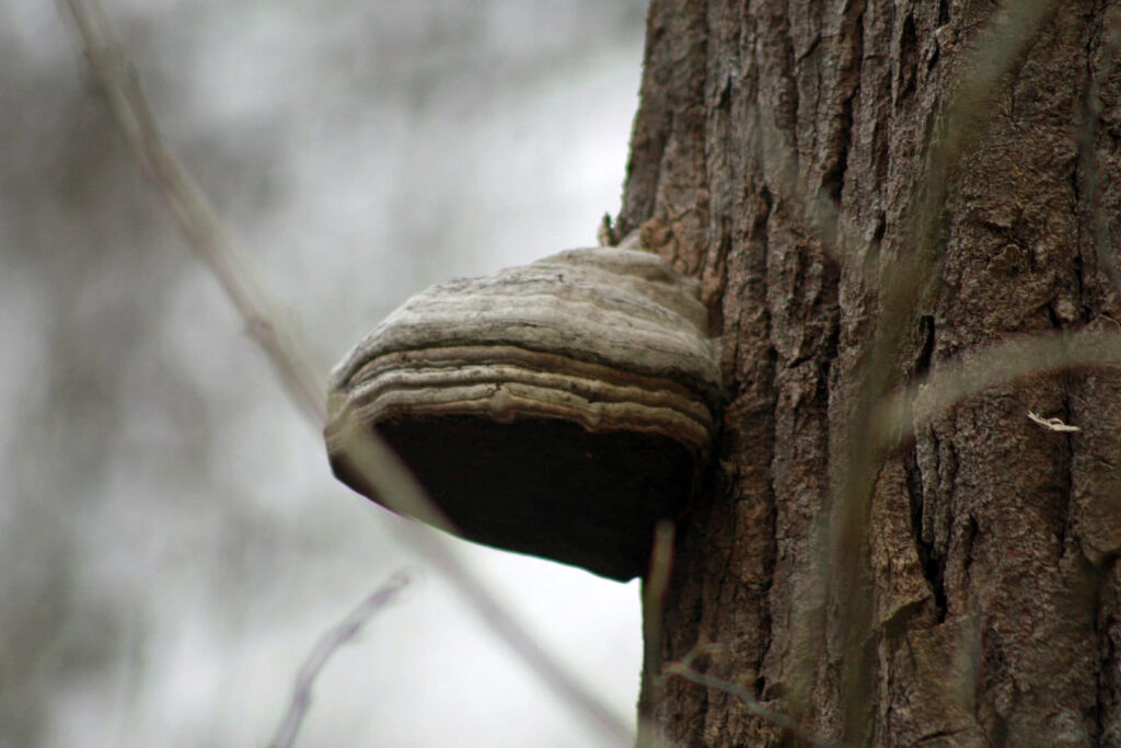 Fungo esca del fuoco - fomes fomentarius