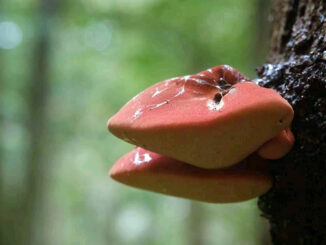 Lingua di bue (fistulina hepatica)