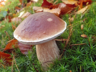 Un Boletus edulis nel muschio