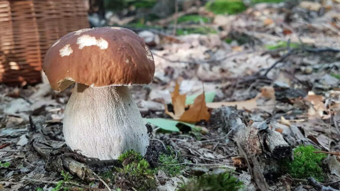 Un porcino su terreno ricco e acido