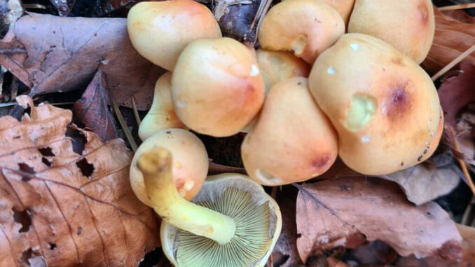 falso chiodino - hypholoma fasciculare