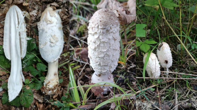 il coprinus comatus (immagini)