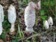 il coprinus comatus (immagini)