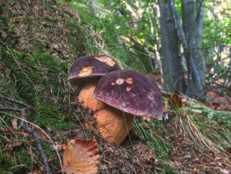 Funghi (porcini) sotto gli alberi, in Italia