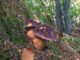 Funghi (porcini) sotto gli alberi, in Italia