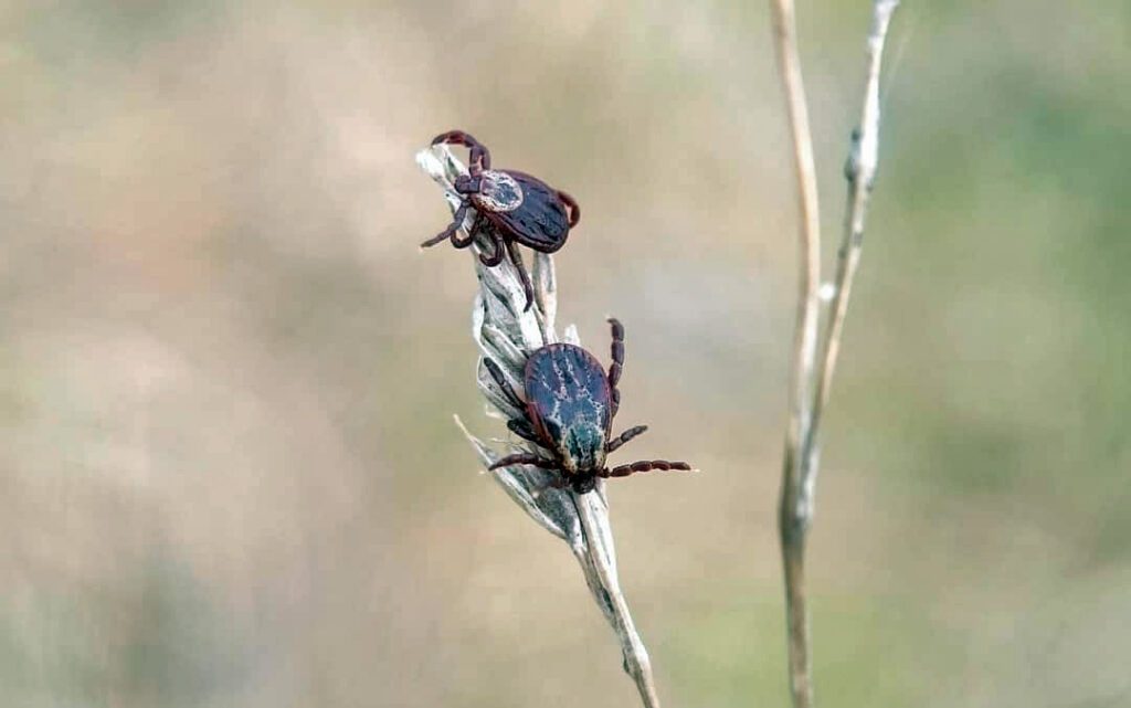 2 zecche su uno stelo, ai margini della foresta