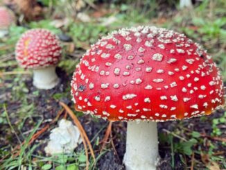 Amanita muscaria