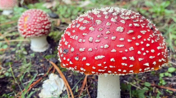 Amanita muscaria