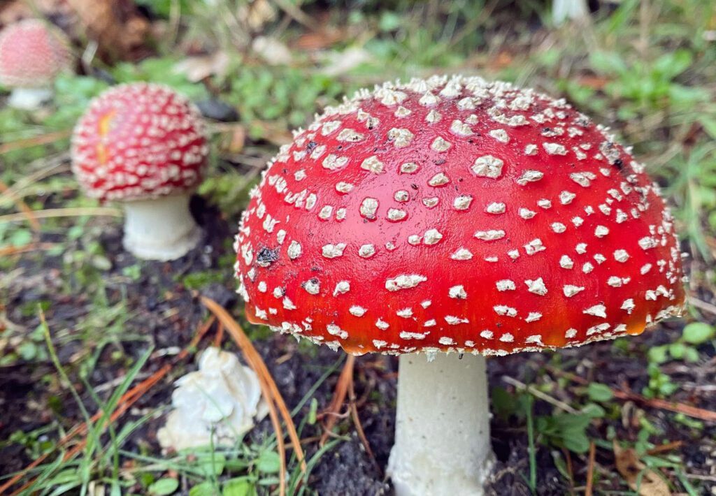 Amanita muscaria