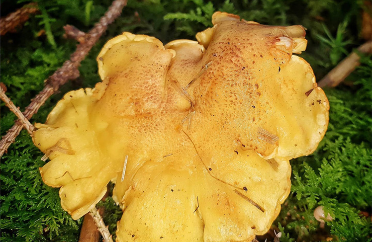 Cantharellus amethysteus