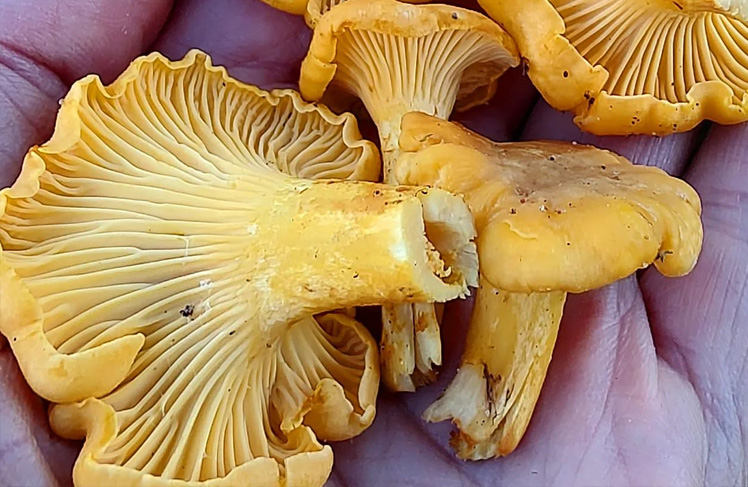 Cantharellus cibarius