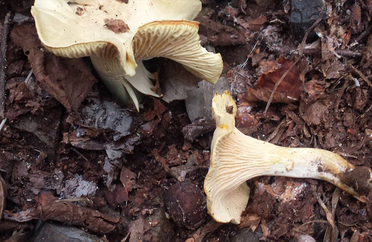 Cantharellus ferruginascens