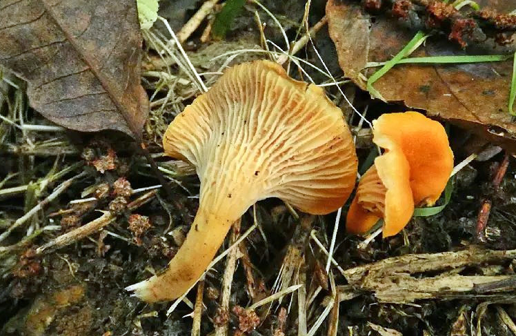 Cantharellus friesii