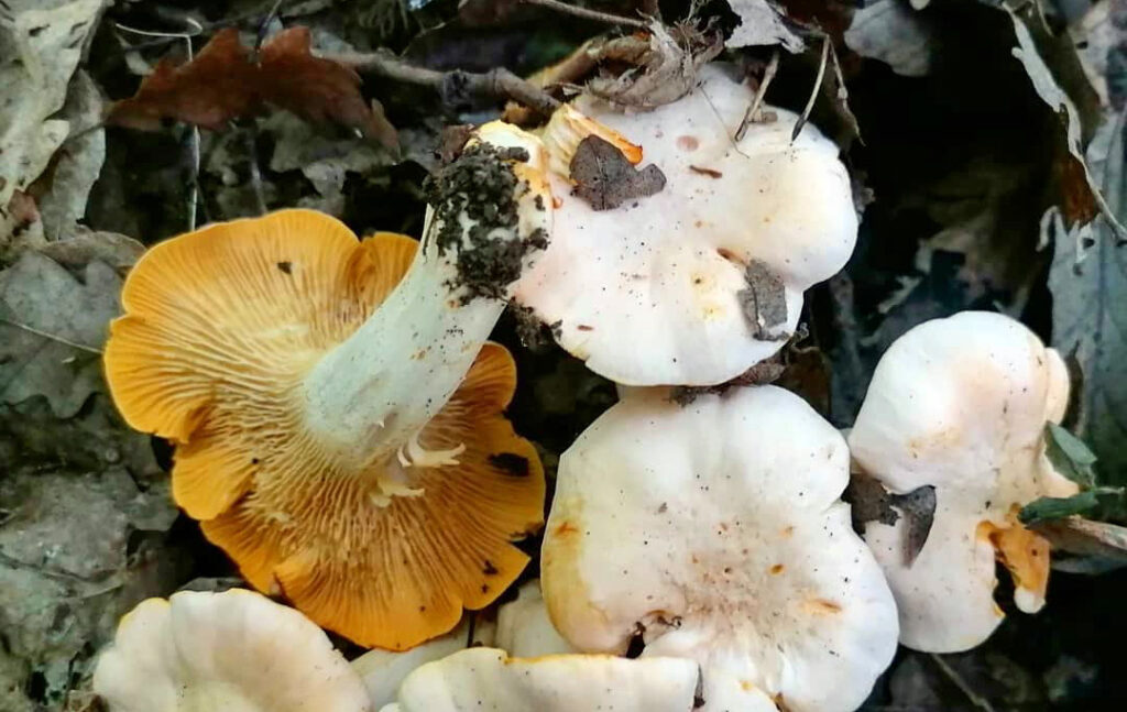 Cantharellus pallens