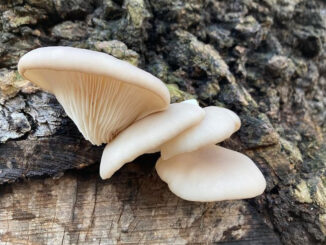 Funghi pleurotus su un tronco (pleurotus ostreatus)