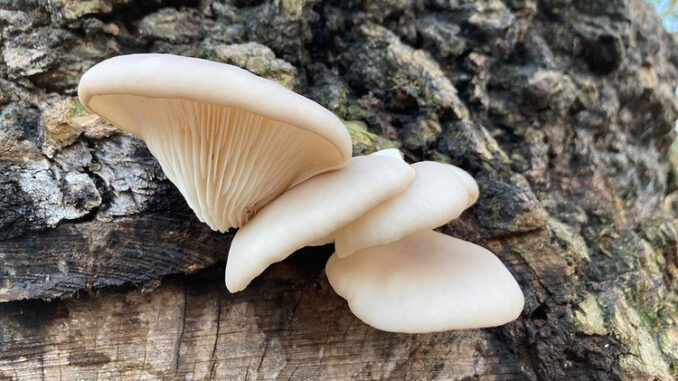 Funghi pleurotus su un tronco (pleurotus ostreatus)