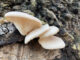 Funghi pleurotus su un tronco (pleurotus ostreatus)