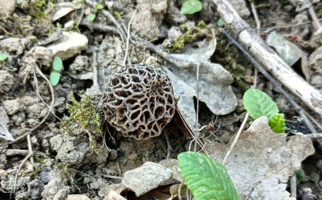 Funghi primaverili (qui, una spugnola nera)