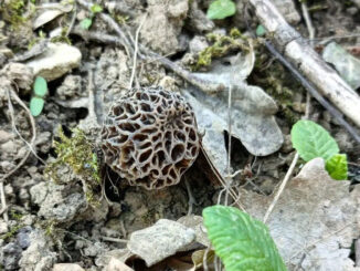 Funghi primaverili (qui, una spugnola nera)