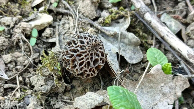 Funghi primaverili (qui, una spugnola nera)