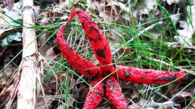 Fungo polpo - Clathrus archeri