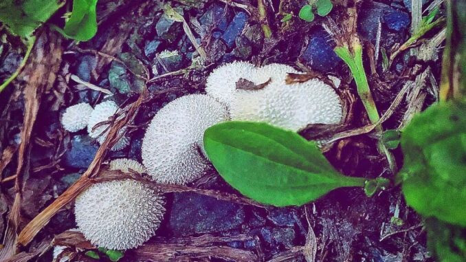 Fungo vescia - Lycoperdon perlatum