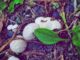 Fungo vescia - Lycoperdon perlatum