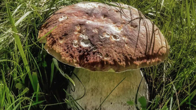 Mangiare dei porcini troppo vecchi