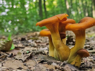 Omphalotus olearius (falsi finferli velenosi)