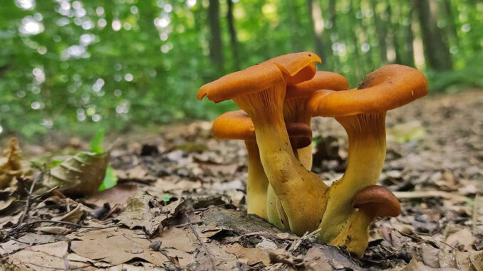 Omphalotus olearius (falsi finferli velenosi)