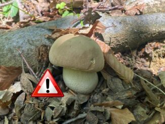 Porcino estatino - Boletus aestivalis - non tossico