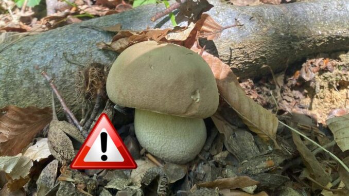 Porcino estatino - Boletus aestivalis - non tossico