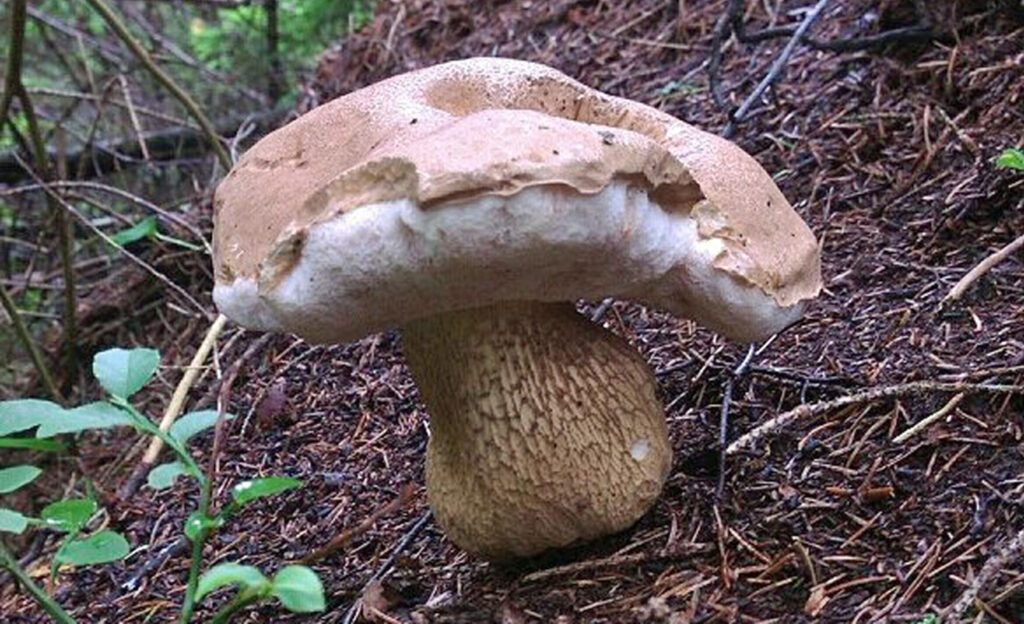 Tylopilus felleus - Boleto del fiele