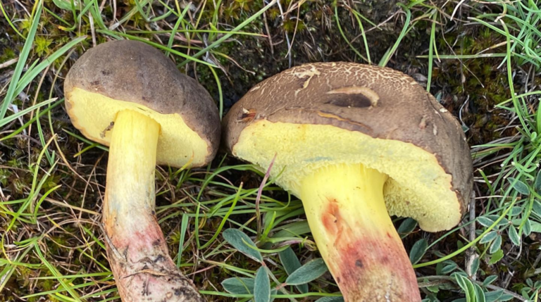 Un Porcino Giallo Cacciatoridifunghi