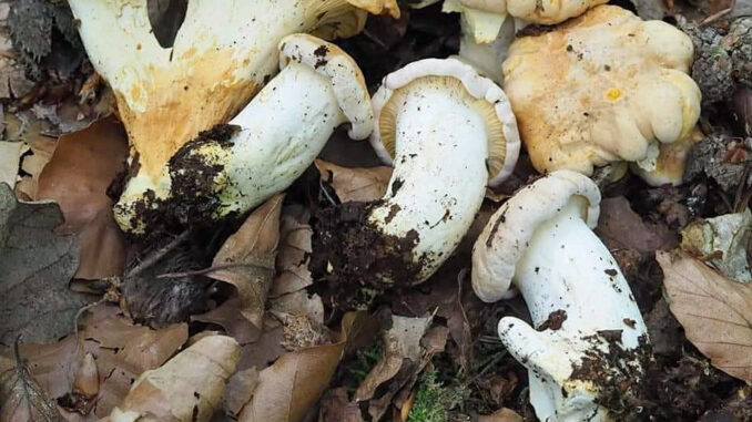 finferlo bianco, gallinaccio bianco - cantharellus pallens